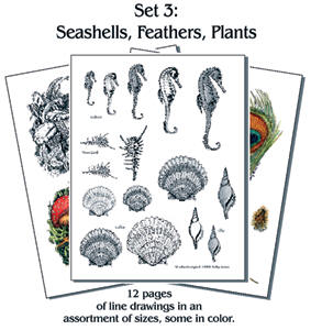 Pyro Paper Packet #3 SEASHELLS FEATHER PLANTS*