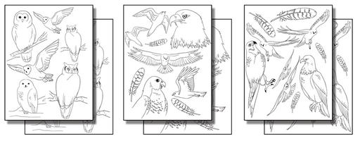 Stick n Burn OWLS, EAGLES & HAWKS*