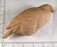 Study Cast - Mini Eagle - Galatis