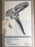 Selected Bird Drawings- Mohrhardt  1987