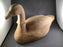 Canda Goose Roughout