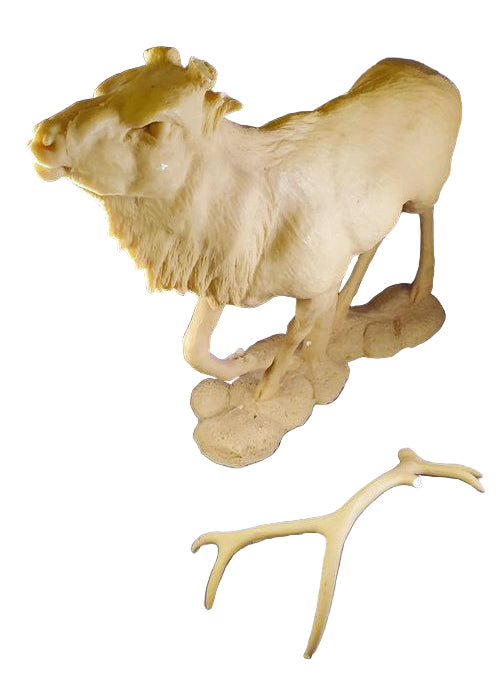 Study Cast-Elk- Weaver