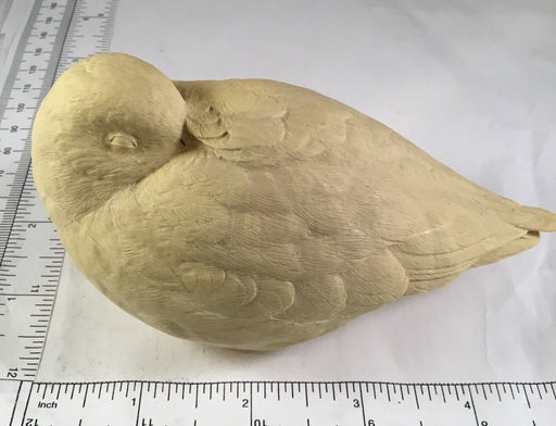 Study Cast - Shorebird