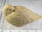 Study Cast - Shorebird