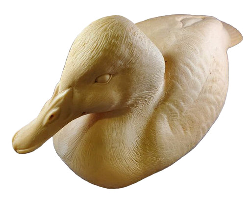 Study Cast - Canvasback