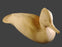 Study Cast Merganser