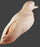 Study Cast Green Winged Teal