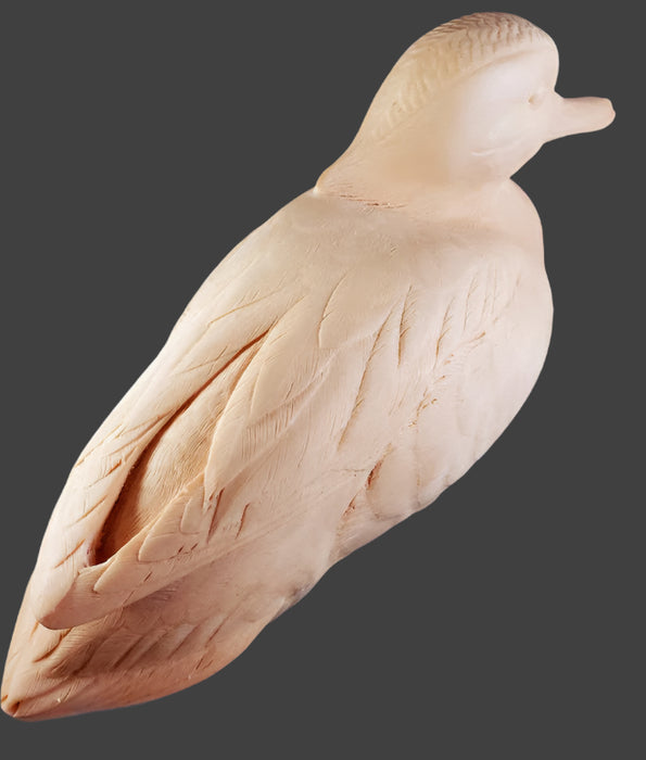 Study Cast Green Winged Teal
