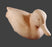 Study Cast Green Winged Teal