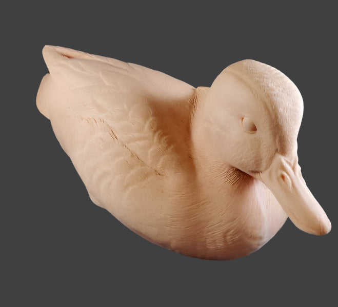 Study Cast Green Winged Teal