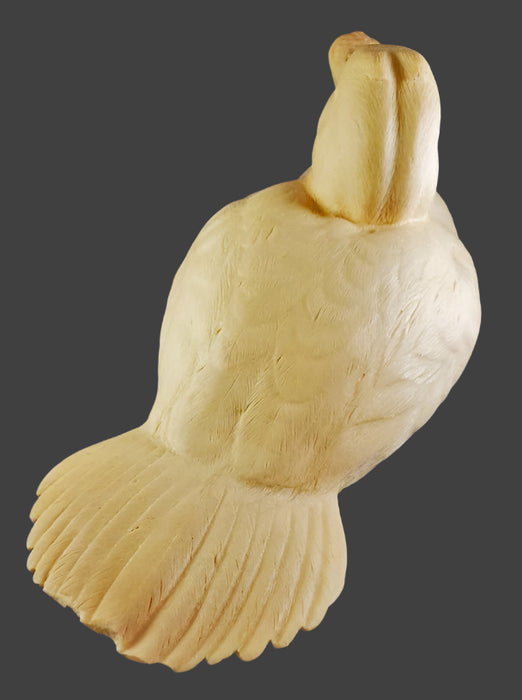 Study Cast Ruddy Duck