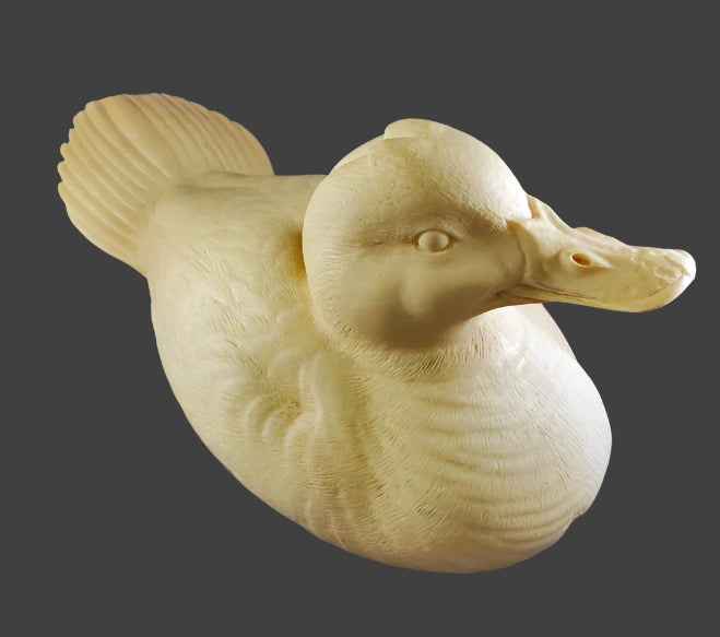 Study Cast Ruddy Duck