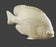 Study Cast Fish