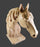 Study Cast Debbe Edwards Horse Head