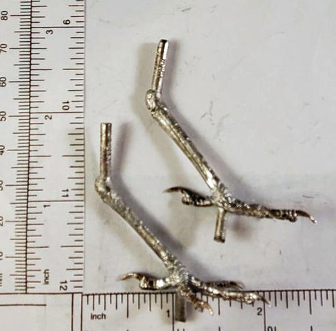 Bird Feet with CACTUS WREN