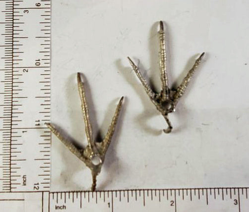 Bird TOES - SHOREBIRD