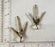 Bird TOES - SHOREBIRD