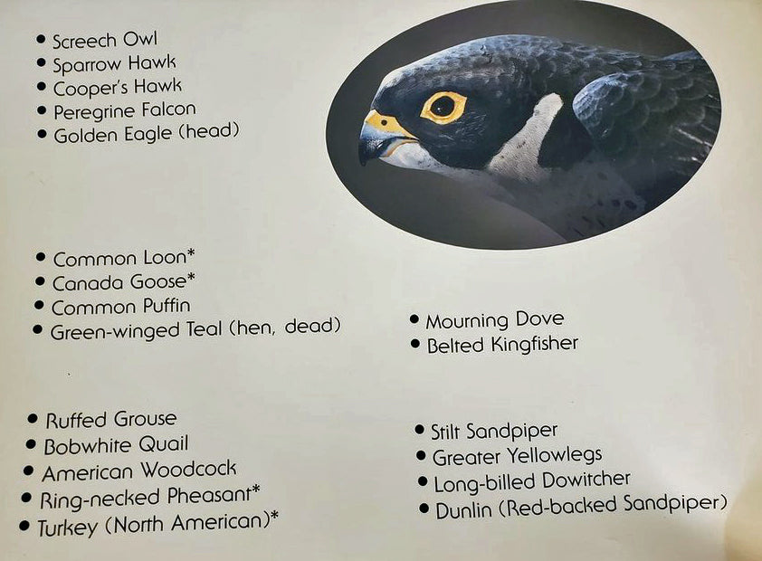 Selected Bird Patterns for Carvers Vol2 - Plaumann - 1986