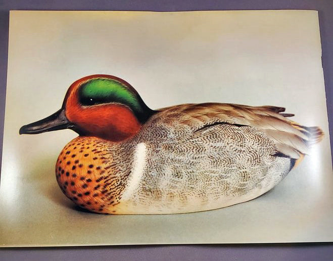 Green-Winged Teal Duck Tupelo Kit